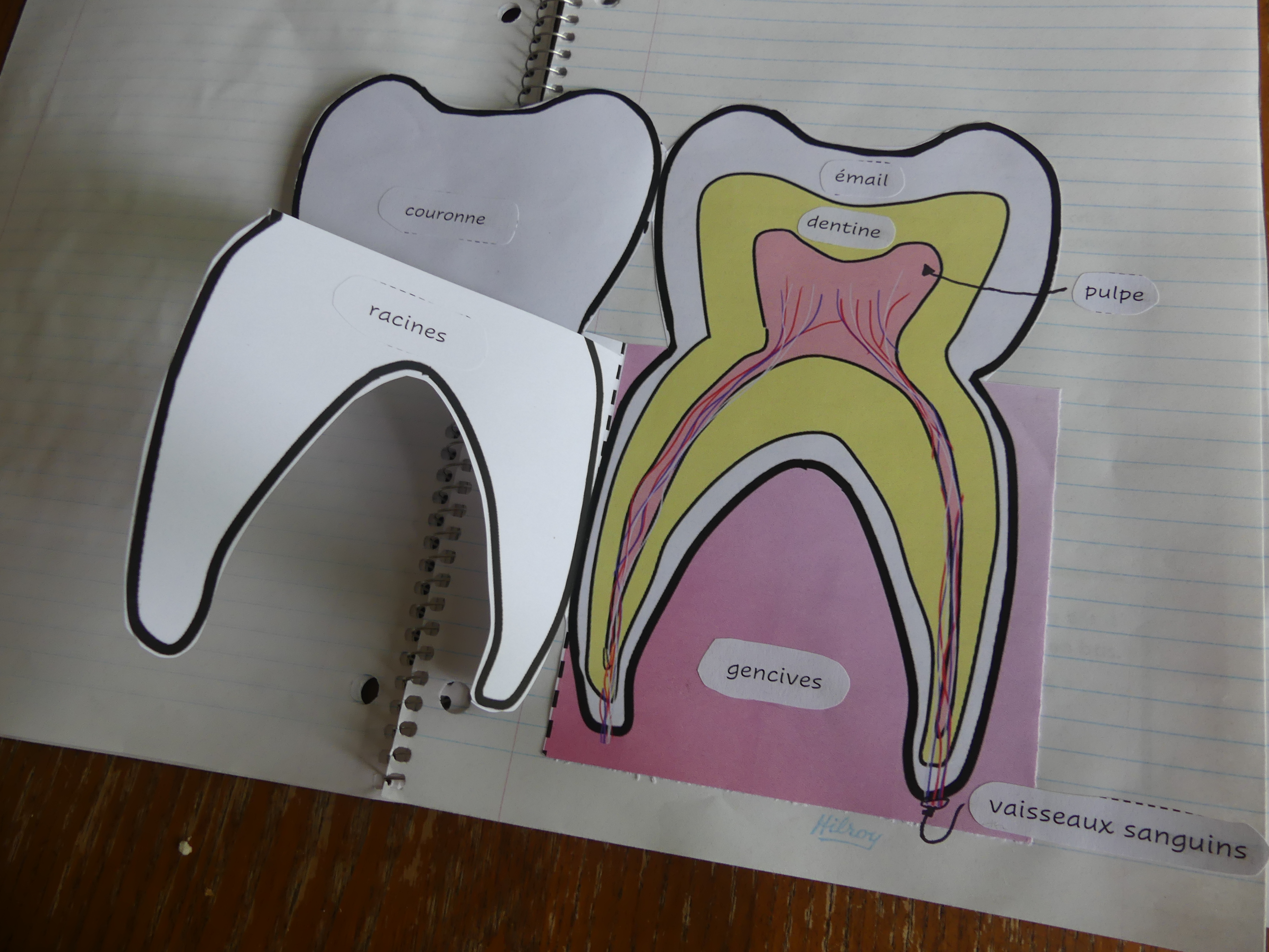 Cahier interactif anatomie d'une dent