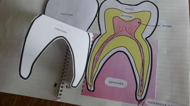 Cahier interactif anatomie d'une dent